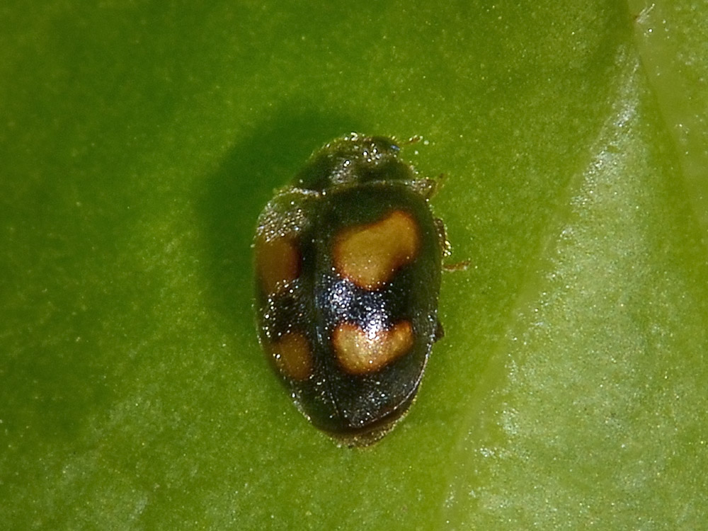 Coccinellidae:  Nephus quadrimaculatus?  S !